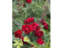 ���� ��������� �������� ���� �� ��������� (Hope for Humanity)