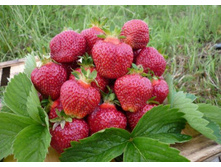 ��������� ���� ������-������� ���, 50��� (�������� 14��).jpg