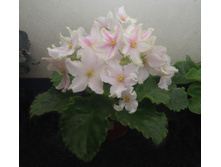 ��-������� �����.jpg