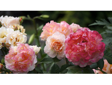 �� ������� ����� Augusta Louisa