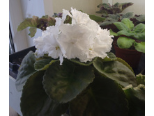 ��-������ ������.jpg