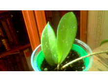 ���� Pubicalyx splash(��� ��)