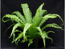 ��������� ����� (��������� antiquum Osaka) - 350 ���.