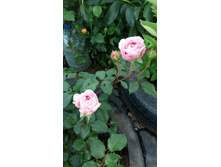 IMG-d1fe3ab49e8032feabe153c2fb7e4c0d-V.jpg