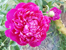 IMG 20190611 165717.jpg