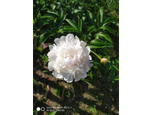 IMG 20190608 154915.jpg