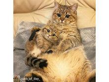 �������� �������