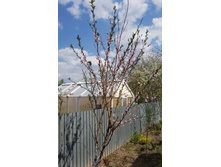 ������ "�������� ������