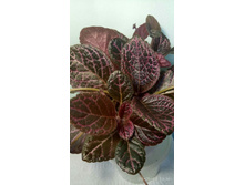 Chocolate Cream - ������ ��������� ��������