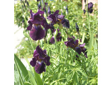 ���� ���������, 70�