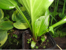 ����� Red October (��� ��������).