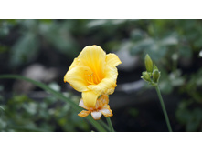 �������� Stella d'Oro