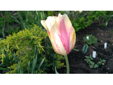 IMG 20190510 171741.jpg