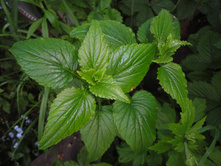 ����������� �������