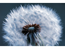 Dandelion-3318714 960 720.jpg