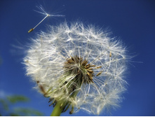 Dandelion-53800 960 720.jpg