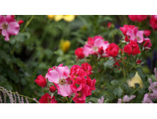 �������������� Stadt Rom