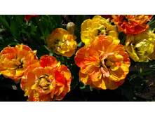 IMG 20190506 082934.jpg