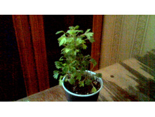 ���������� Formosum Urchin