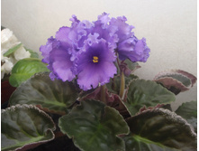 ��-����� ���������� 1.jpg