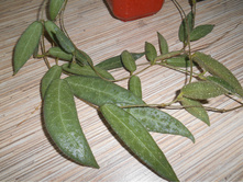 Hoya hypolasia.