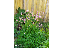 IMG 20190608 154504.jpg