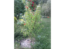 ������ ����������� �������� 2018�