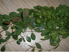 Dischidia Ovata.