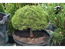����� Pinus uncinata Jezek C2 stem 30 cm-.jpg