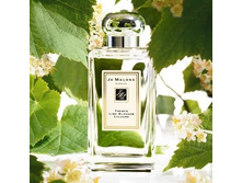 FRENCH LIME BLOSSOM ��� 100 �� 9800+%+����