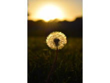 Dandelion-1806772 960 720.jpg