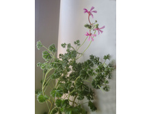 P. abrotanifolium.jpg