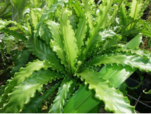 ��������� ����� (��������� antiquum Osaka)