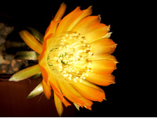 Lobivia haematantha rebutioides