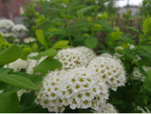 ������ ��� �����