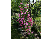 ���� �����