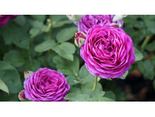 ����� ���� ����������