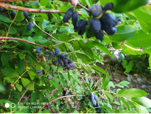 IMG 20190608 190722.jpg