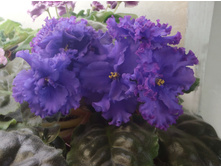 ��-������� �.jpg