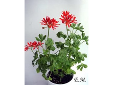 ���������� Urchin(Formosum)