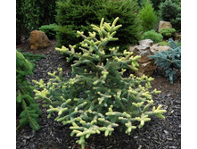 ����� ��������� (Abies pinsapo Aurea).jpg--.jpg--.jpg
