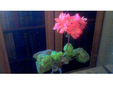 ���������� Baniface Butterfly(������������� ������)