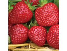 ��������� ����� ������-������� ��� 50��� (�������� 6��).jpeg