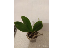 ����������� (����������)