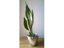 ���������� Moonshine