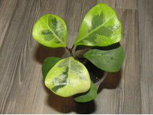 ����� Triangularis yellow variegata