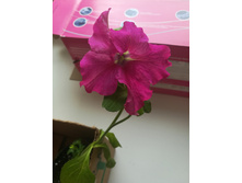 IMG 20190610 123603.jpg