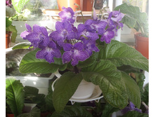 Shenandoah Sugarplum