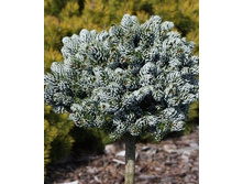 ����� Abies koreana Kohout's Icebreak C2 stem 30 cm==954 �.-.jpg