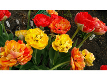 IMG 20190506 155003.jpg